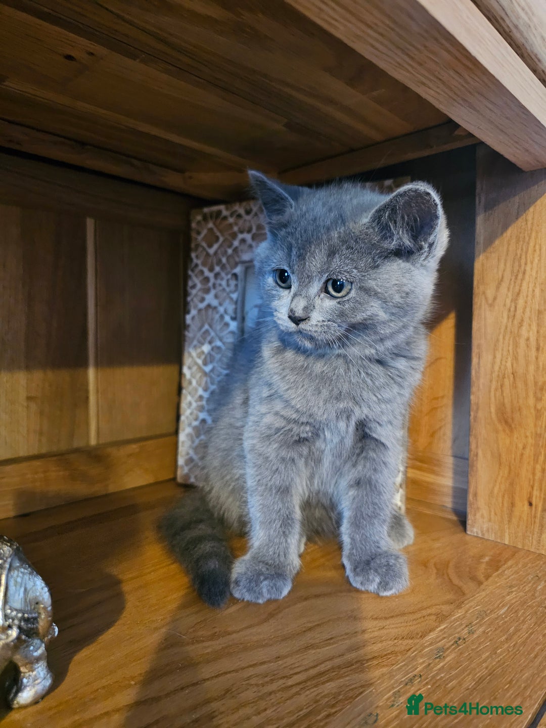 British Shorthair cats for sale: British shorthair kittens for sale.  - Image 1