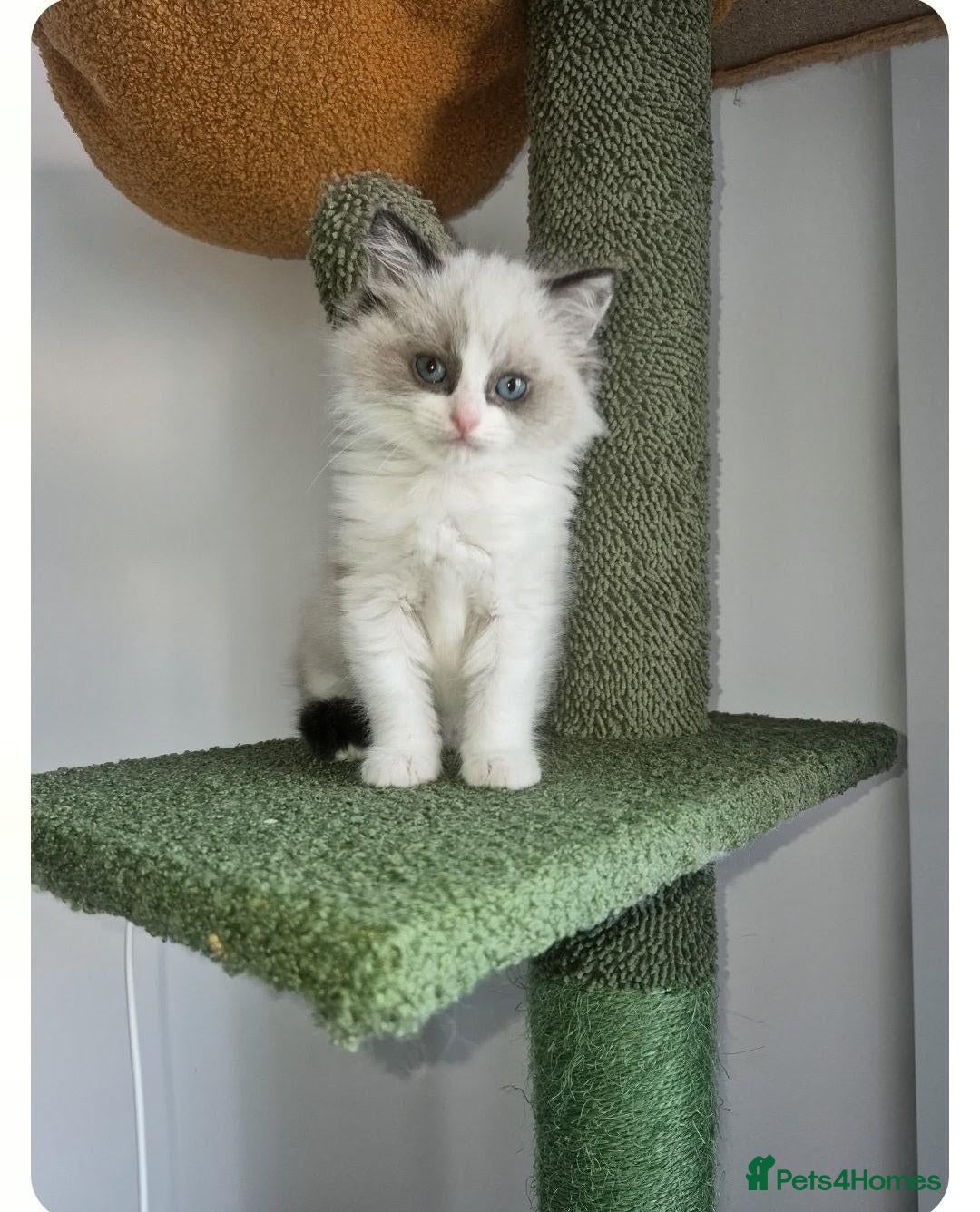 Ragdoll cats for sale: Boy Ragdoll Bicolor  - Advert 16