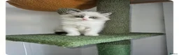 Ragdoll cats for sale: Boy Ragdoll Bicolor  - Advert 2