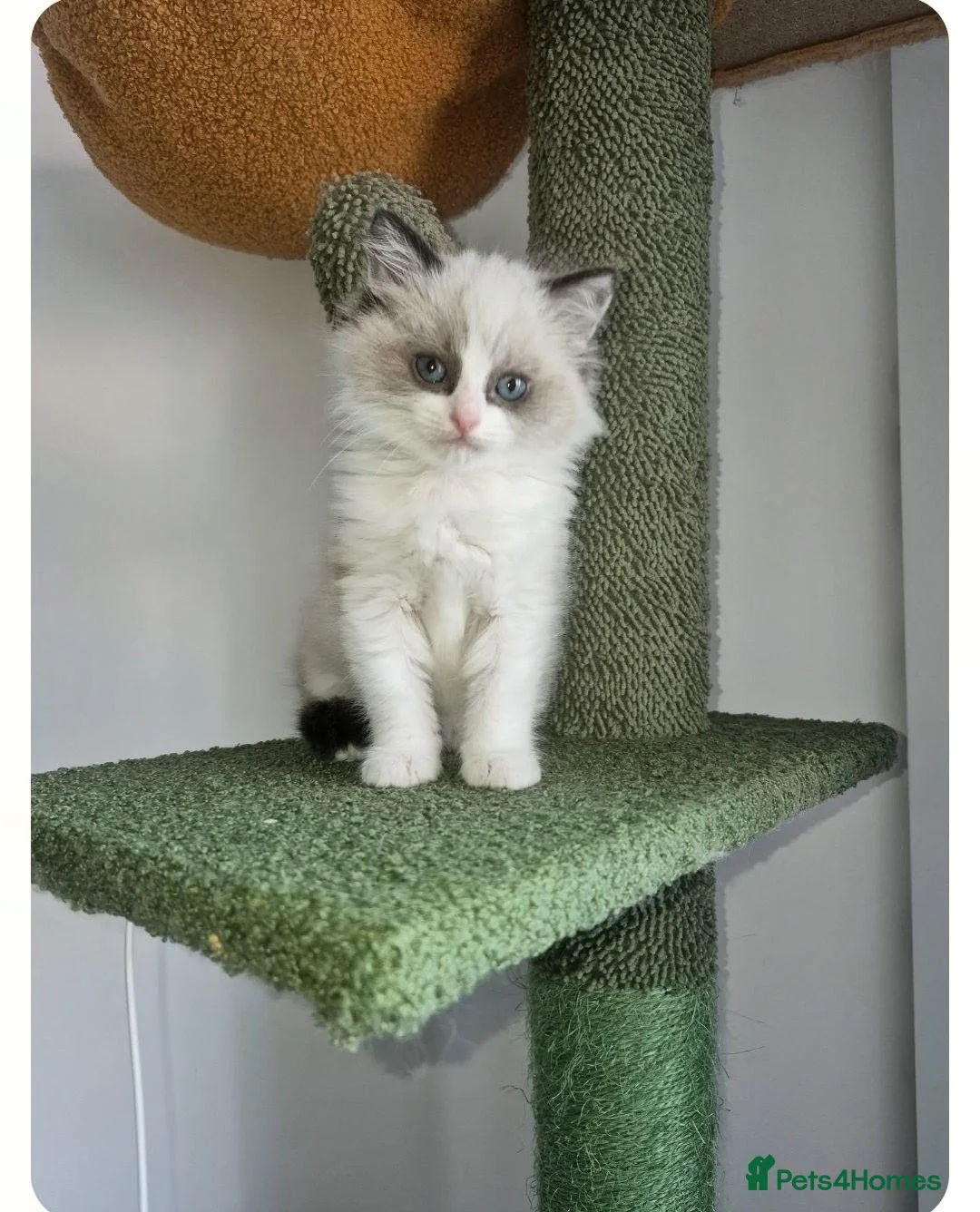Ragdoll cats for sale: Boy Ragdoll Bicolor  - Advert 2