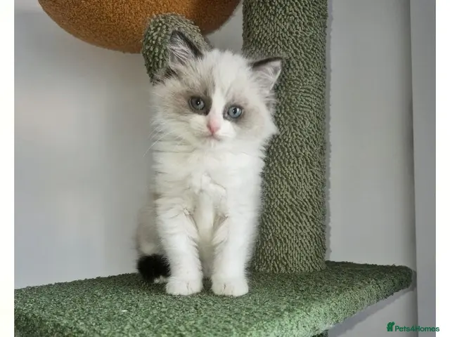 Ragdoll cats for sale: Boy Ragdoll Bicolor - Advert 16