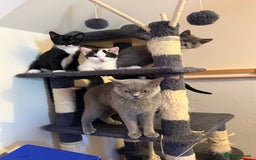 Mixed Breed cats for sale: British shorthair 5 mix kittens  - Image 2