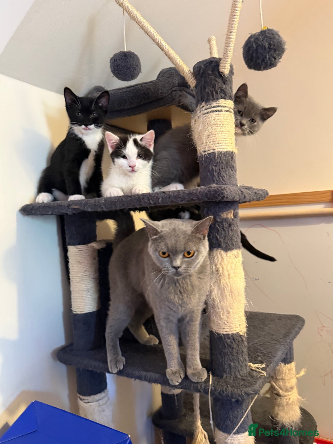 Mixed Breed cats for sale: British shorthair 5 mix kittens  - Image 2
