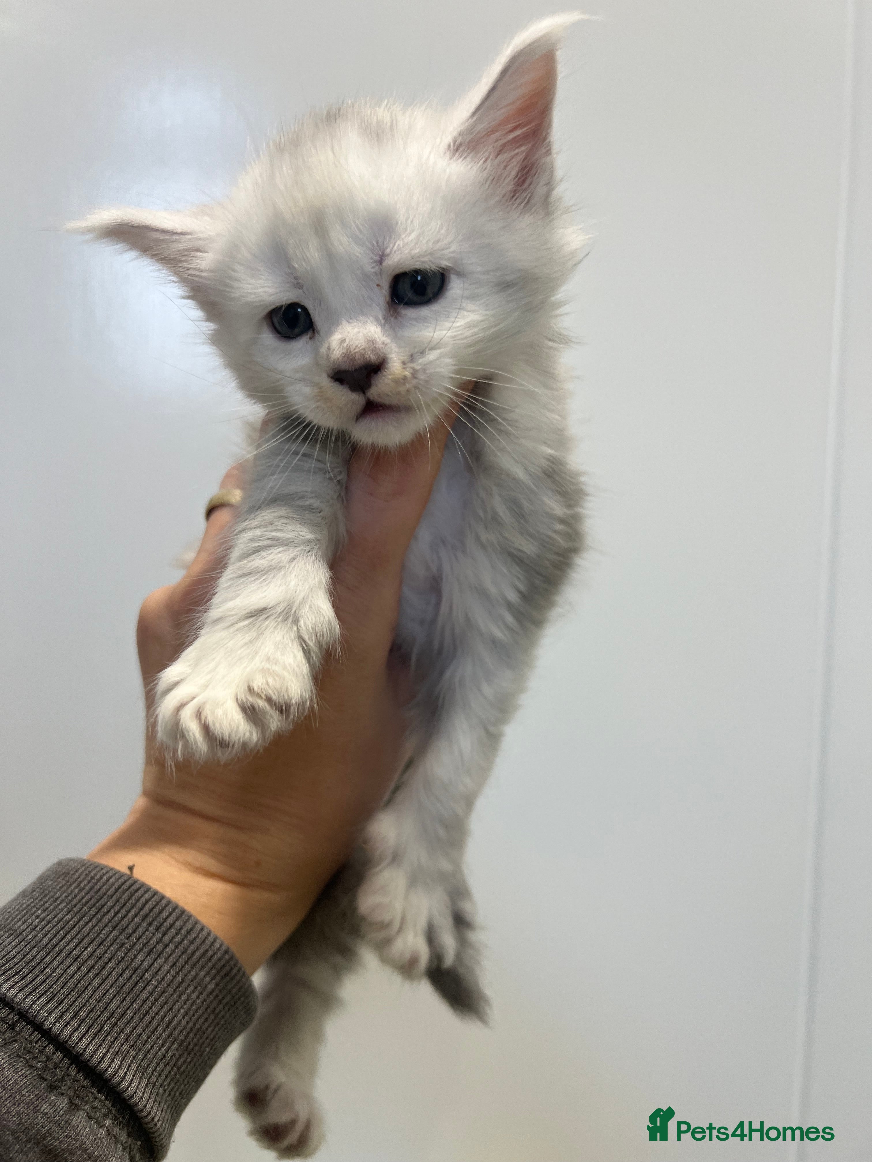 Maine Coon cats Maine Coon kitten black silver tabby boy stunning  - Advert 5