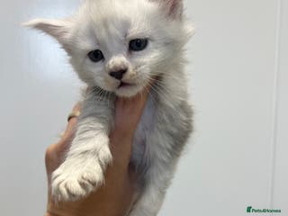 Maine Coon cats Maine Coon kitten black silver tabby boy stunning - Advert 2