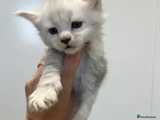 Maine Coon cats Maine Coon kitten black silver tabby boy stunning - Advert 11