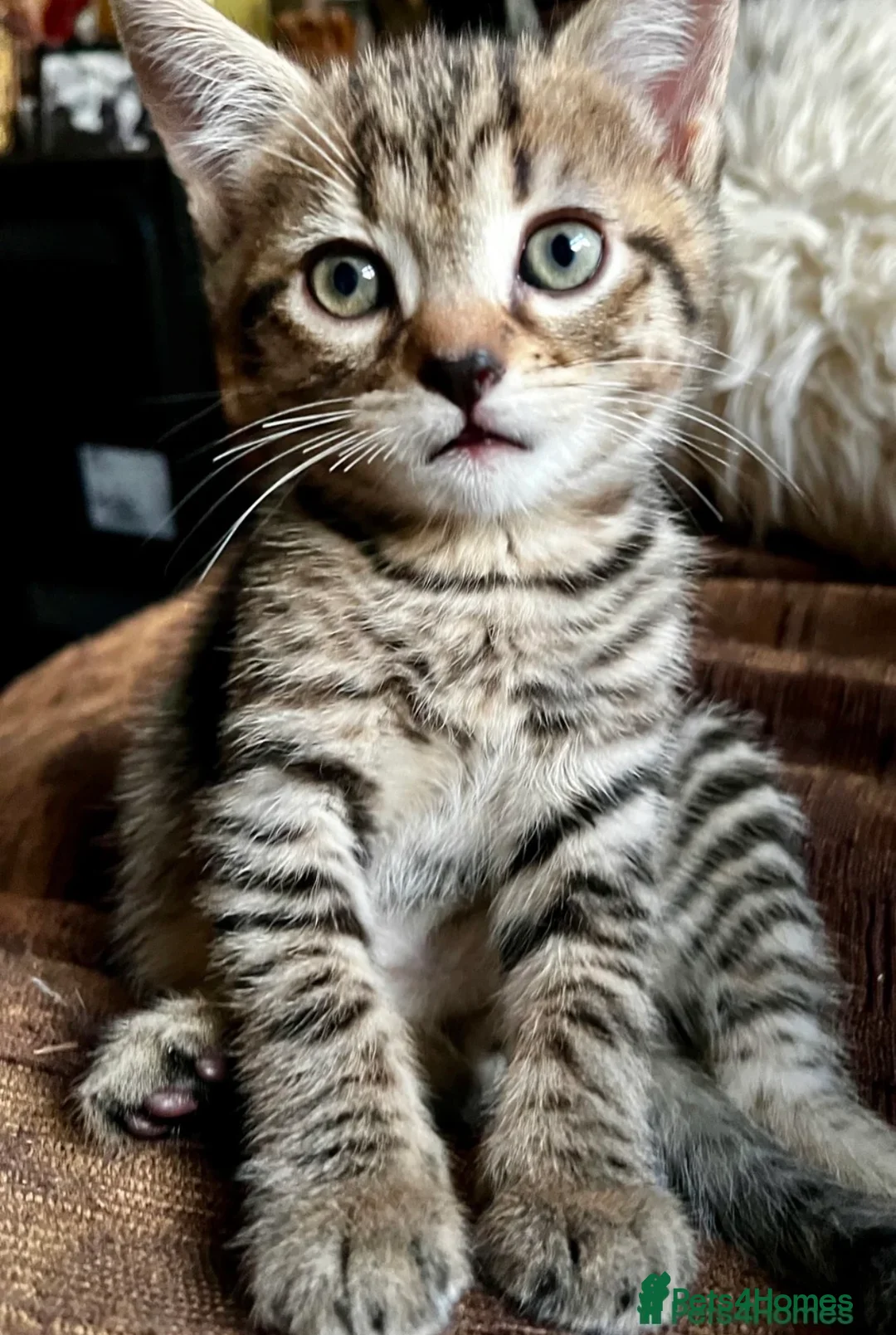 Bengal cats for sale: Glittery Bengal X With Famous References! - Advert 14