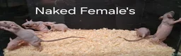 Rat rodents for sale: Baby Dumbo Rat's, various types  - Advert 31