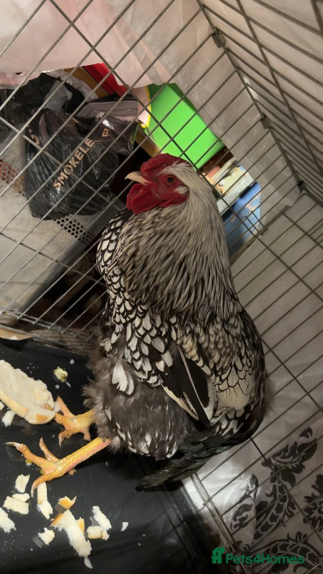 Chickens poultry for sale: Cockerel For Sale - Silver laced Wyandotte in Nottingham - Advert 2