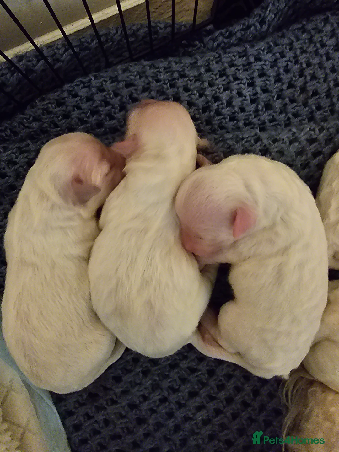 Bichon Frise dogs for sale: 7 bichon frise puppies for sale - Advert 2