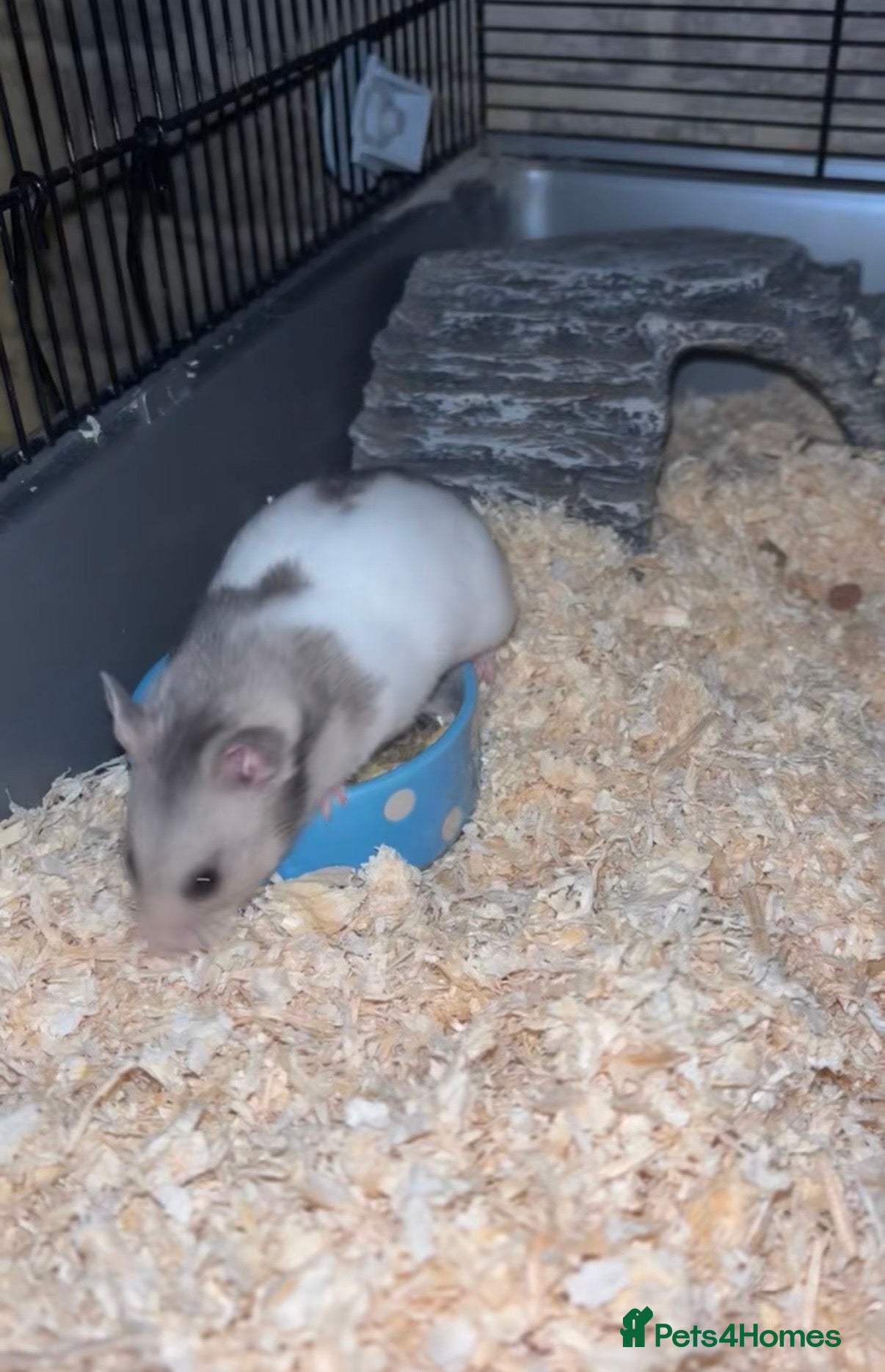 Hamster rodents Female hamster  - Advert 4