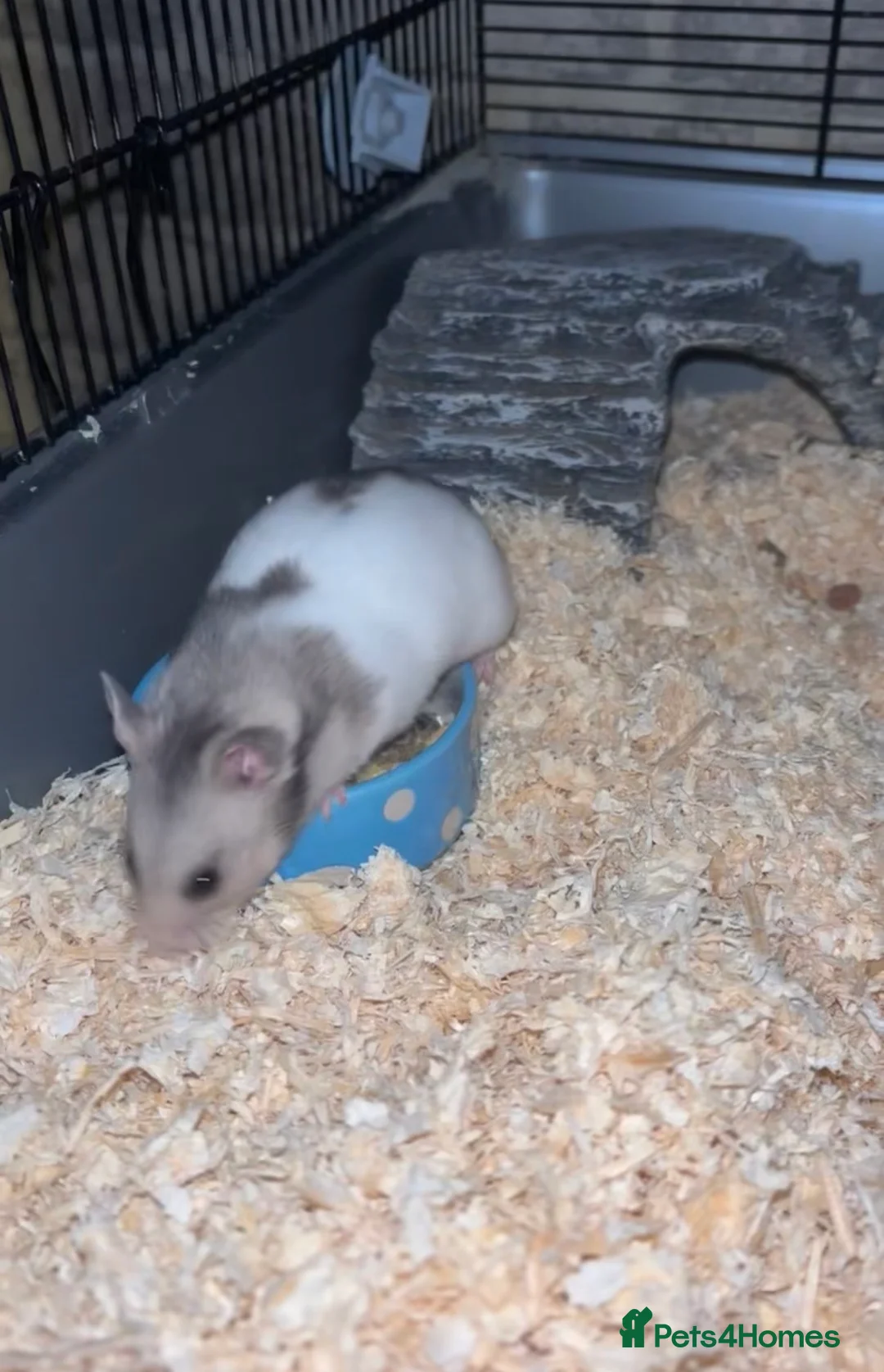 Hamster rodents for sale: Female hamster  - Advert 1