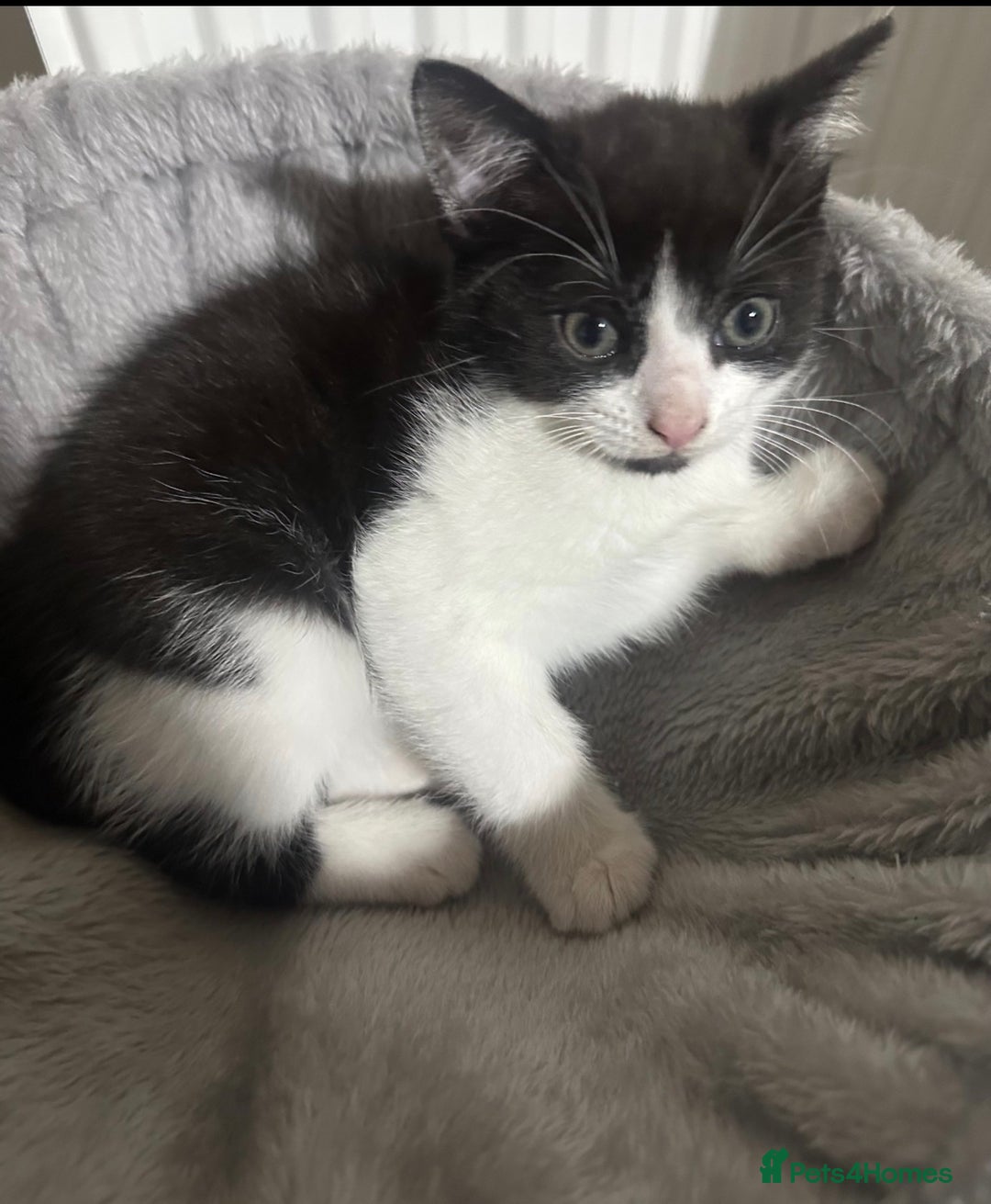 British Shorthair cats for sale: 3 kittens and 2 year old mother ready 4 rehoming  - Advert 5