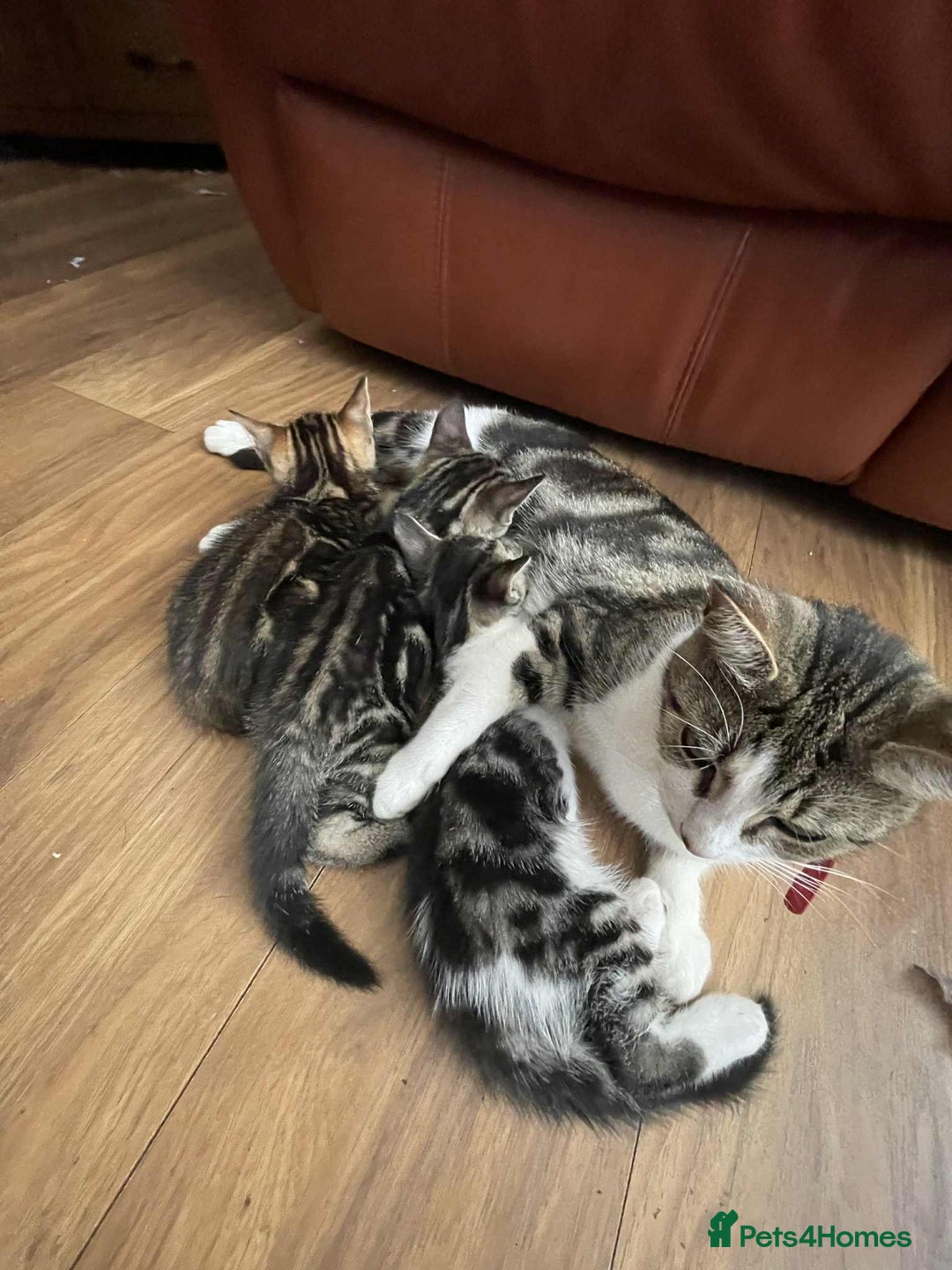 Mixed Breed cats for sale: Beautiful kittens ready for loving home - Image 7