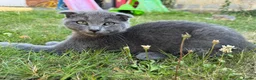 British Shorthair cats for sale: Beautiful Scottish Fold Kittens  in Slough - Advert 4