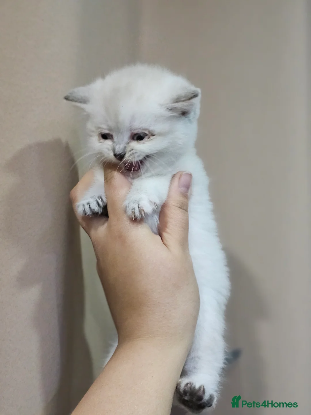 British Shorthair cats for sale: British short hair kittens  - Advert 3