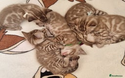 Bengal cats for sale: TICA Registered Bengal Kittens–Ready End Nov 25 - Image 1