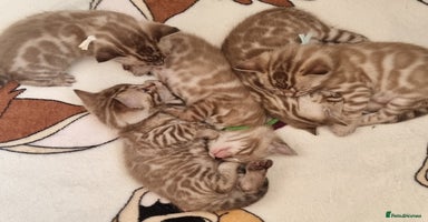 Bengal cats - Advert 3