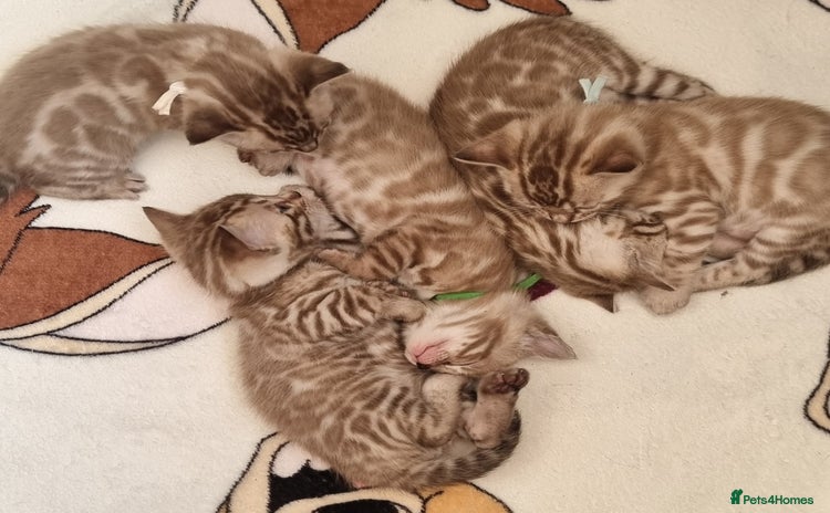 Bengal cats - Advert 1