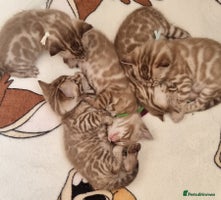 Bengal cats - Advert 3