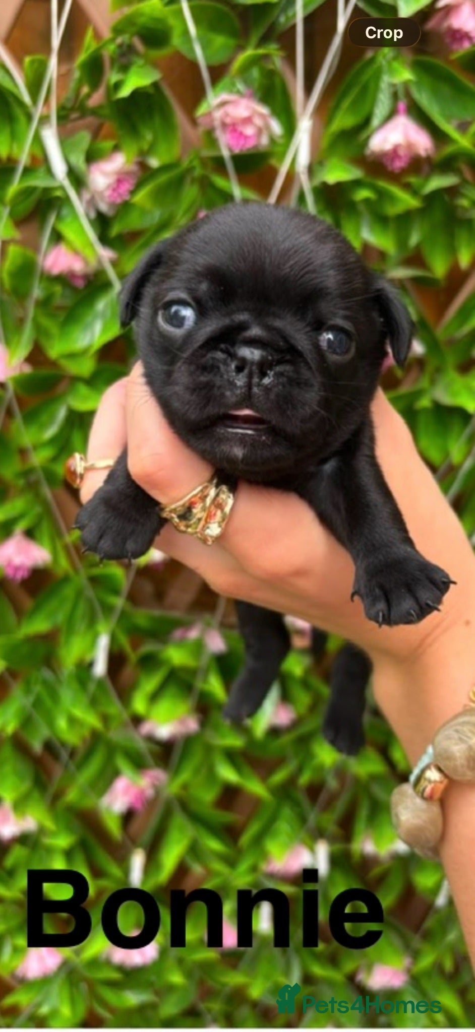 Pug dogs Kc registered pug puppies  - Advert 1
