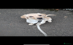 Labrador Retriever dogs for sale: 🐾Much-Loved Golden Labrador, 1 Year Old🐾 - Image 4