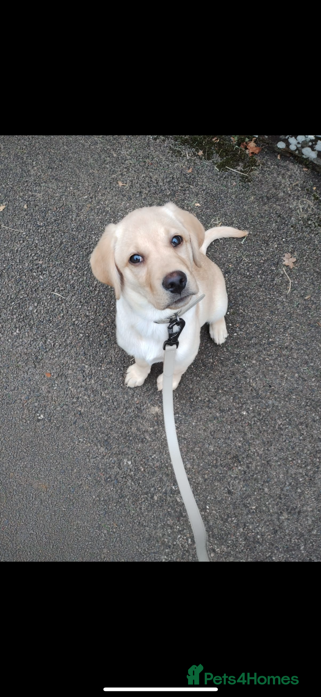 Labrador Retriever dogs for sale: 🐾Much-Loved Golden Labrador, 1 Year Old🐾 - Image 4