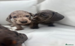 Miniature Dachshund dogs for sale: Beautiful babies - Image 21