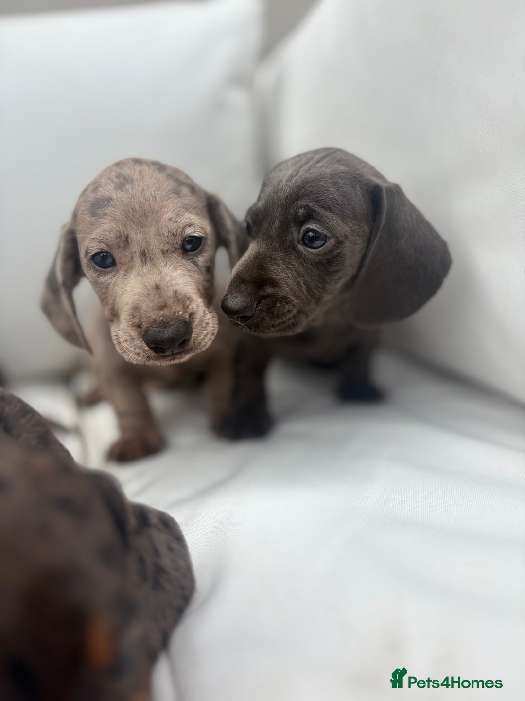Miniature Dachshund dogs for sale: Beautiful babies - Image 21