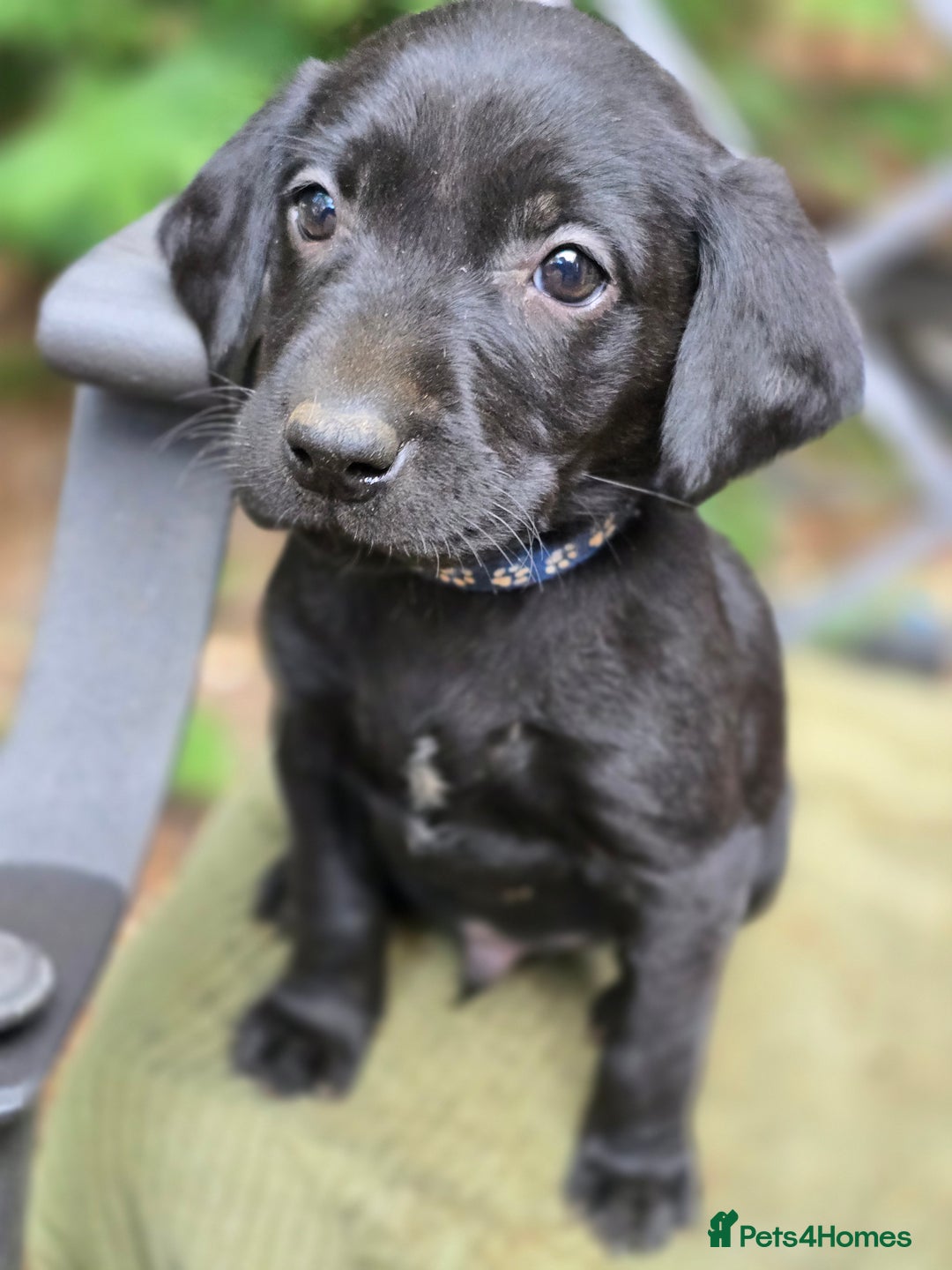 Labrador Retriever dogs for sale: Beautiful Labradors. Ready to go! - Advert 24