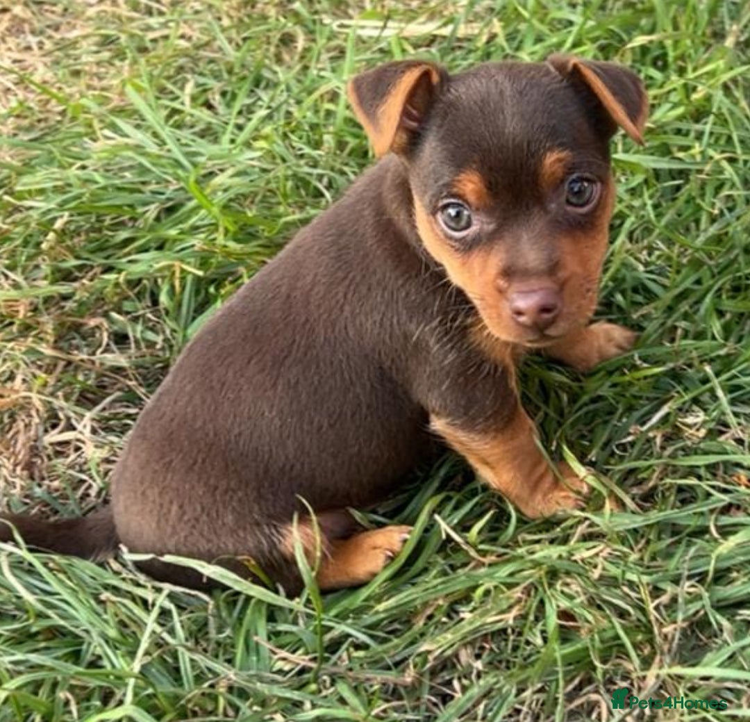 Jack Russell dogs for sale: jack russell Girl puppy for sale  - Image 1