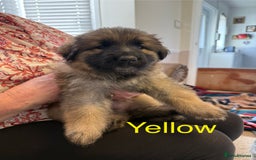 German Shepherd dogs for sale: KC Registered German Shepherd Puppies - Image 24
