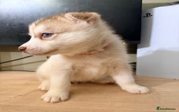 Siberian Husky dogs for sale: SIBERIAN HUSKY  - Image 23