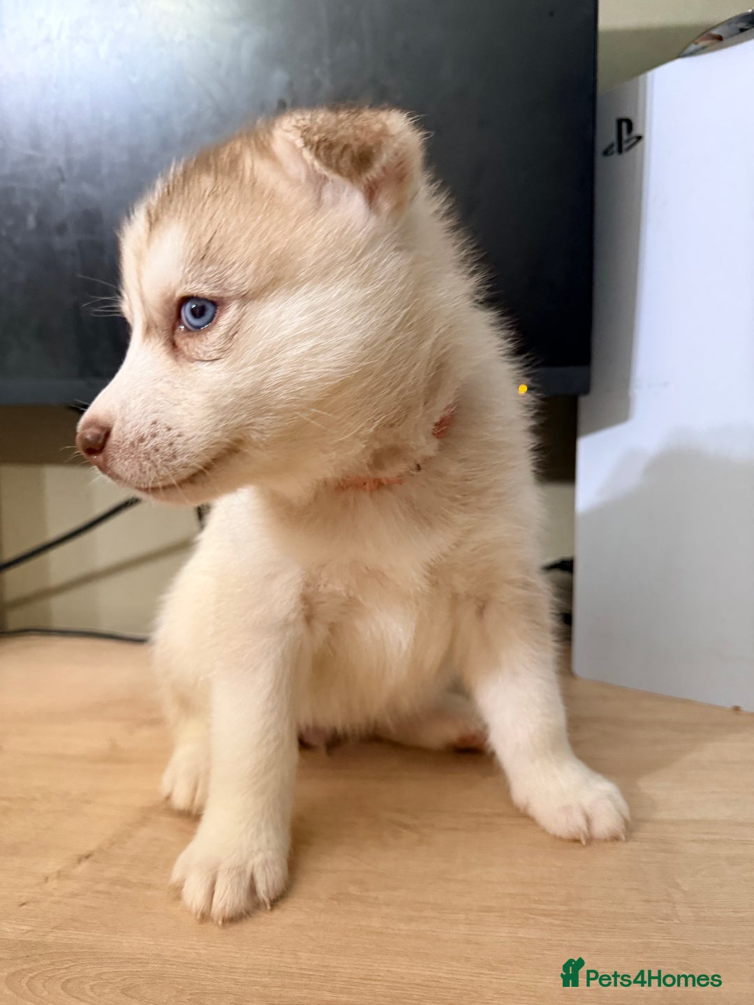 Siberian Husky dogs for sale: SIBERIAN HUSKY  - Image 23