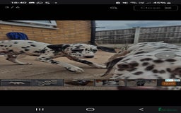 Dalmatian dogs for sale: Beautiful male dalmatians  - Image 4