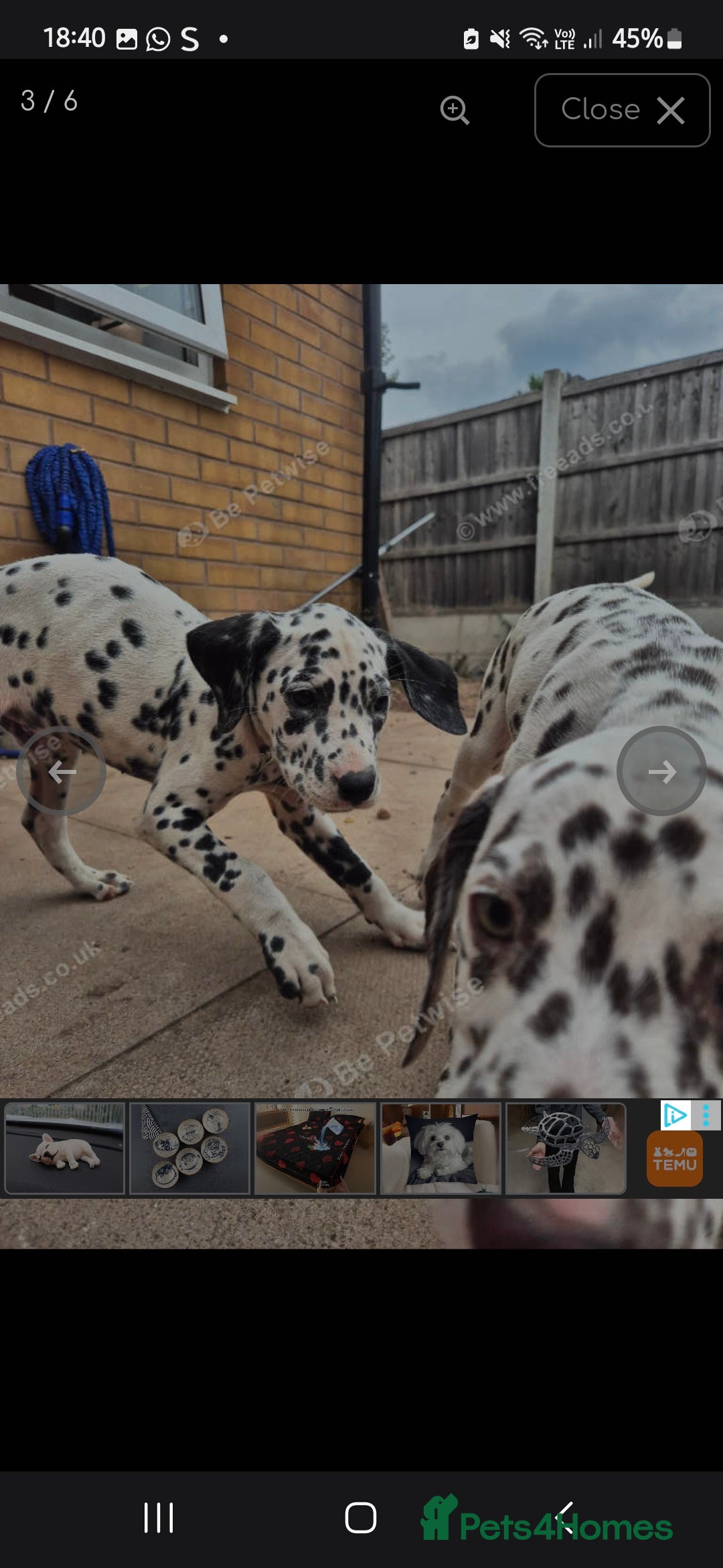 Dalmatian dogs for sale: Beautiful male dalmatians  - Image 4