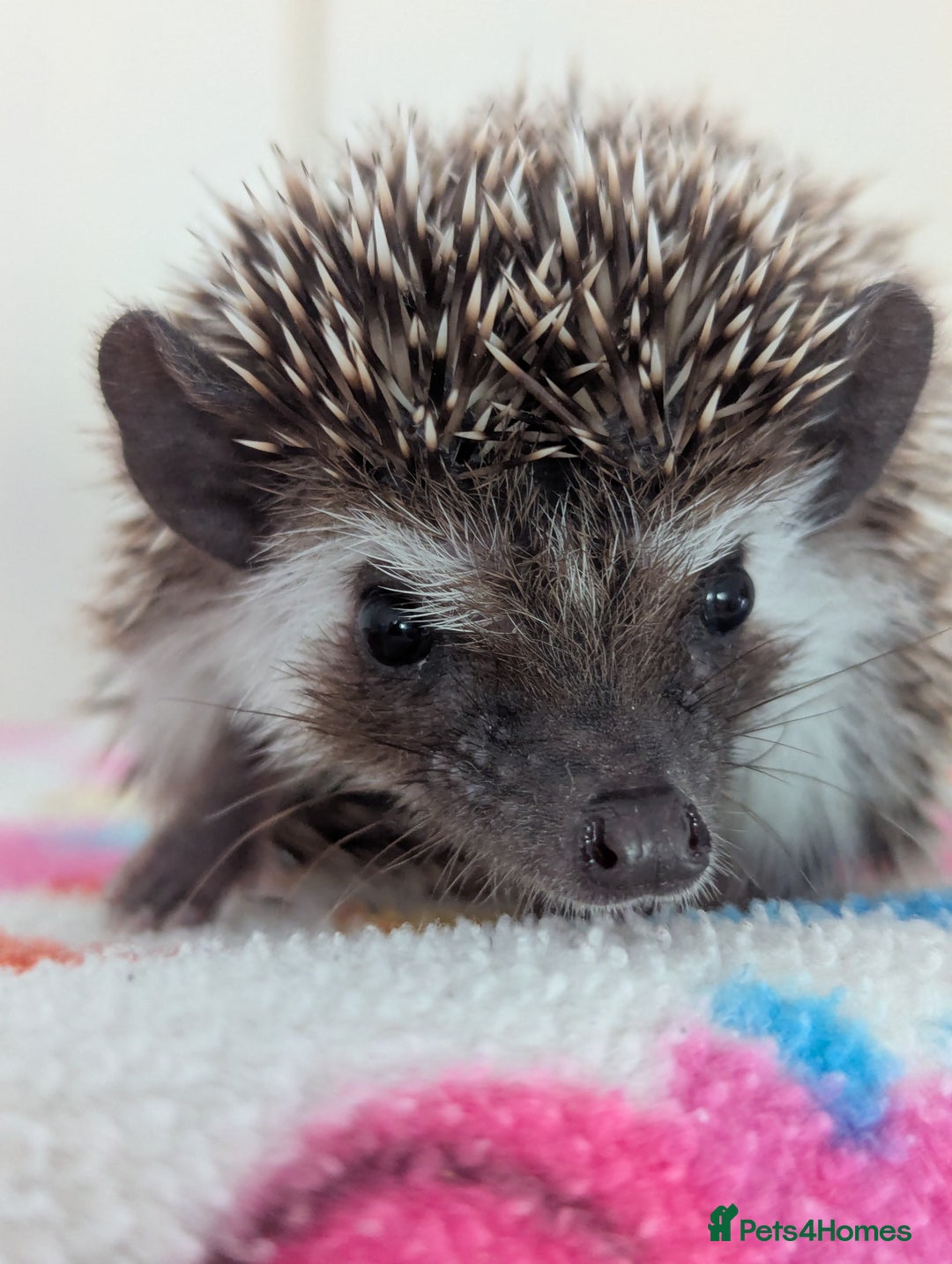 Pygmy Hedgehog rodents for sale: Beautiful Hoglets Ready to Reserve Now - Image 7