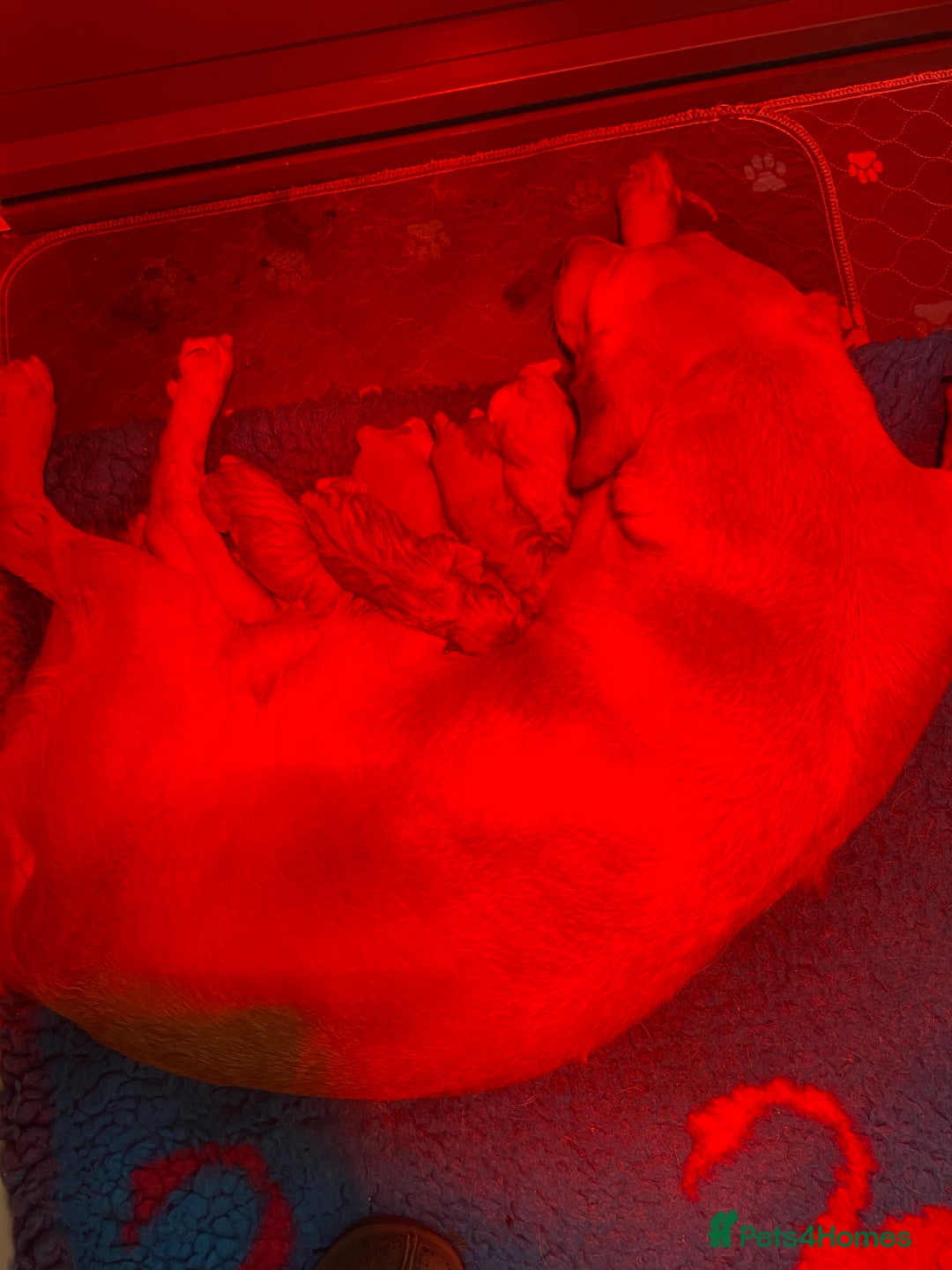 Labrador Retriever dogs for sale: Stunning foxred  labs for sale 5 boys females sold - Image 2