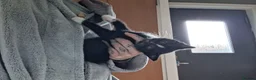 Domestic Shorthair cats for sale: Kittens  in Inverkeithing - Advert 7