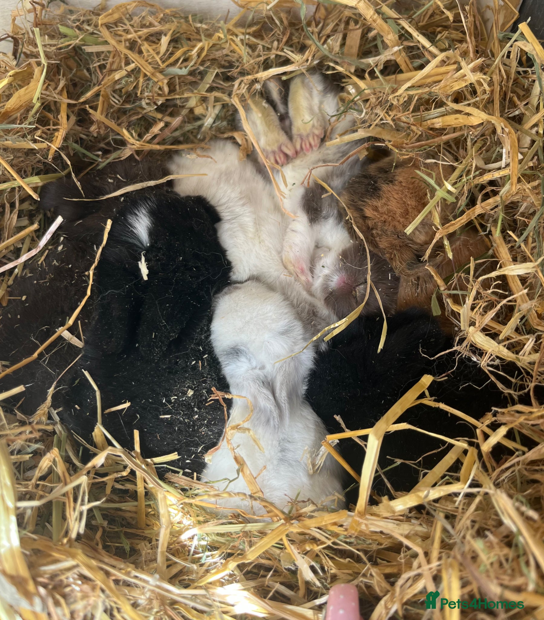 Mini Lop rabbits Gorgeous Purebred Mini Lop Babies - Advert 1
