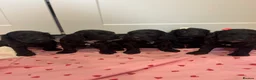 Cockapoo dogs for sale: Beautiful f1 cockerpoo puppies for sale  in Maidenhead - Advert 6