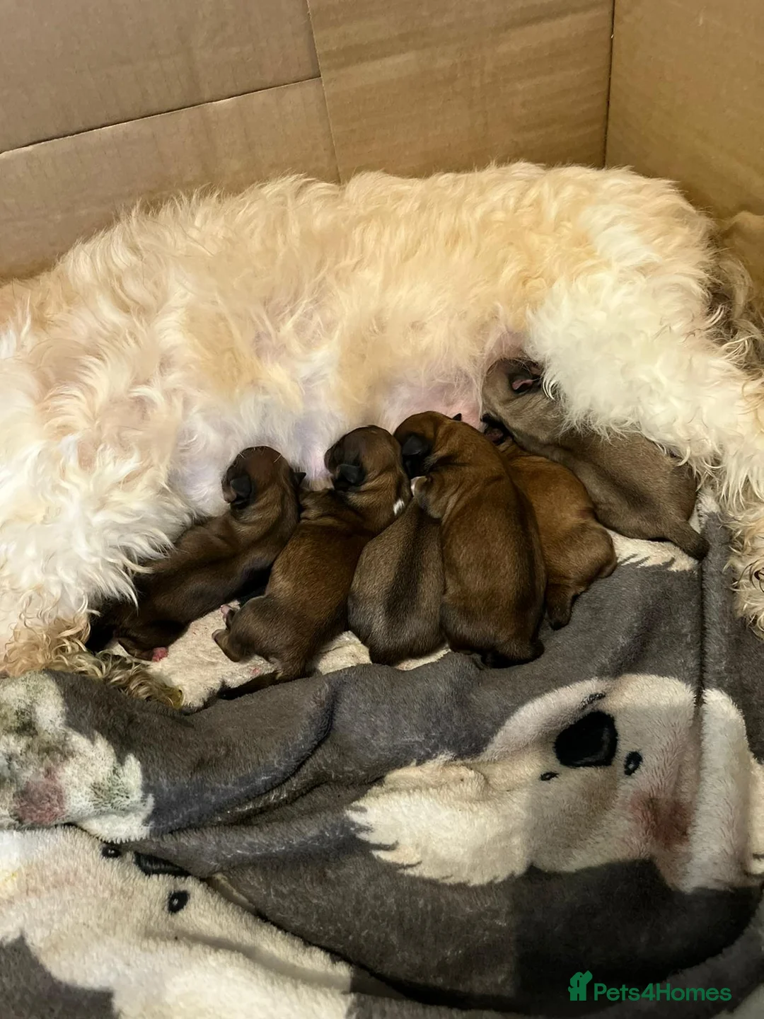 Lhasa Apso dogs for stud: Gorgeous proven pedigree Lhasa Apso for stud in Pontefract - Advert 13