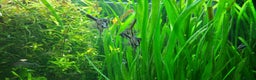Angelfish fish for sale: Stunning stripes baby Angels - Advert 7