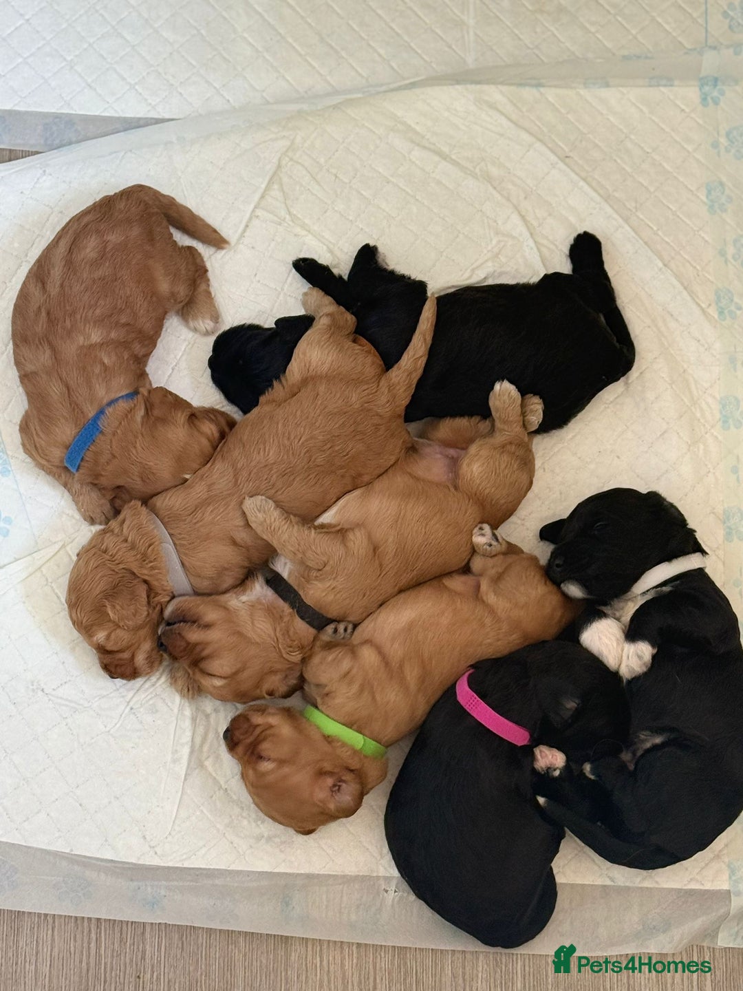 Cockapoo dogs for sale: 🐶 Adorable cockapoos 🐶 - Image 2