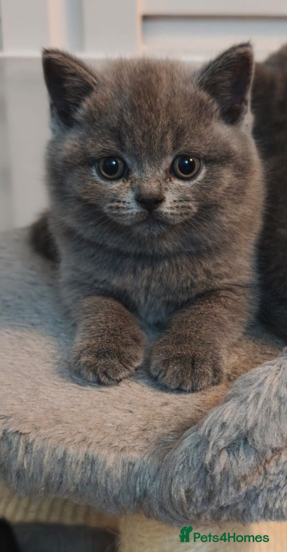 British Shorthair cats BSH GCCF Pedigree Black kittens Ready Sept - Advert 2