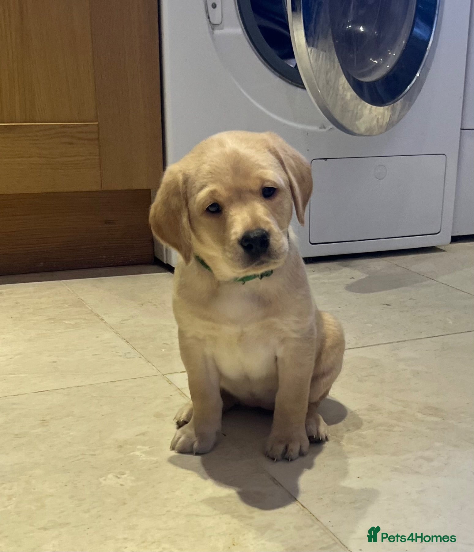 Labrador Retriever dogs Stunning KC Registered Champion line Puppies  - Advert 1