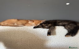 Mixed Breed cats for sale: Two lovely girls needing new home  - Image 12