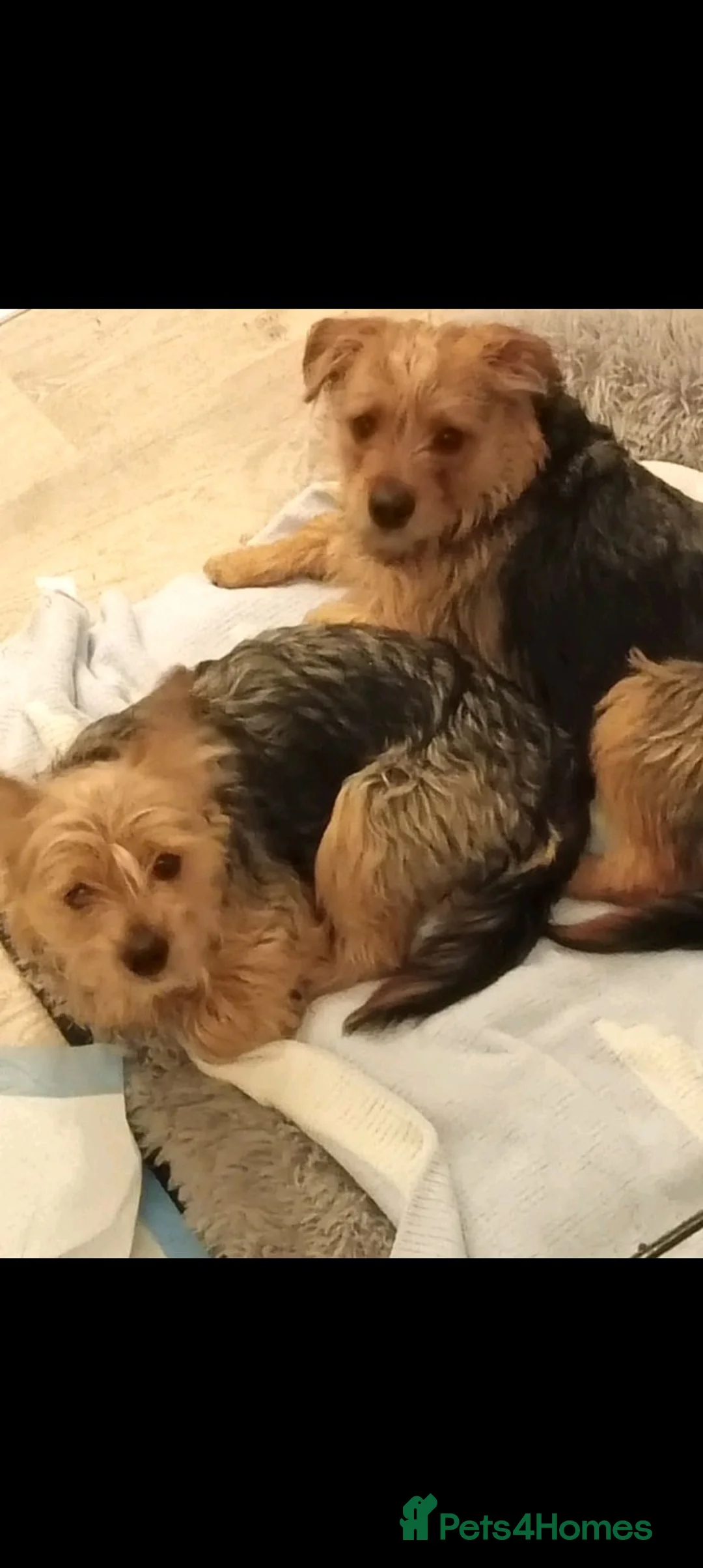 Mixed Breed dogs for sale: Skippy & ginger - Advert 2