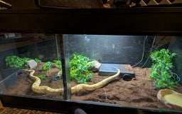 Python Snake reptiles for sale: Banana Royal Python - Image 3