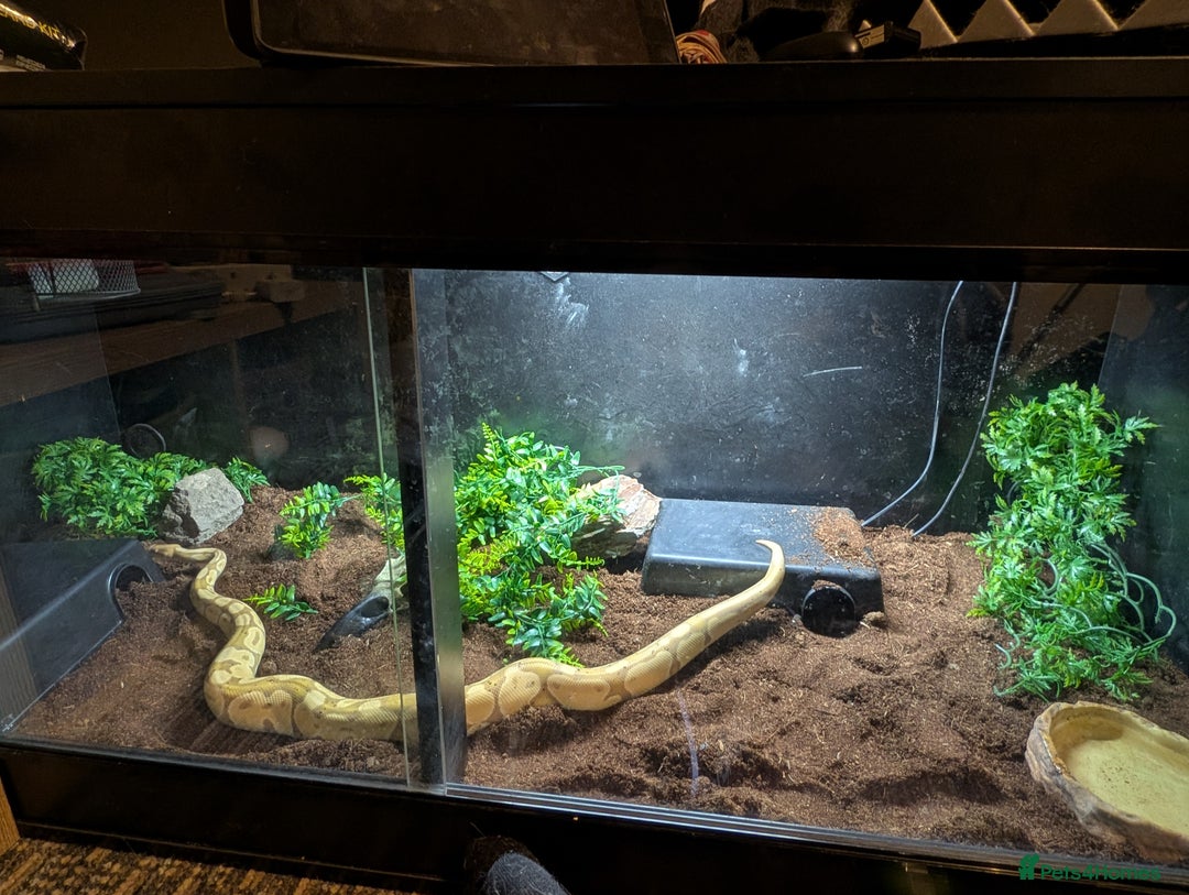 Python Snake reptiles for sale: Banana Royal Python - Image 3